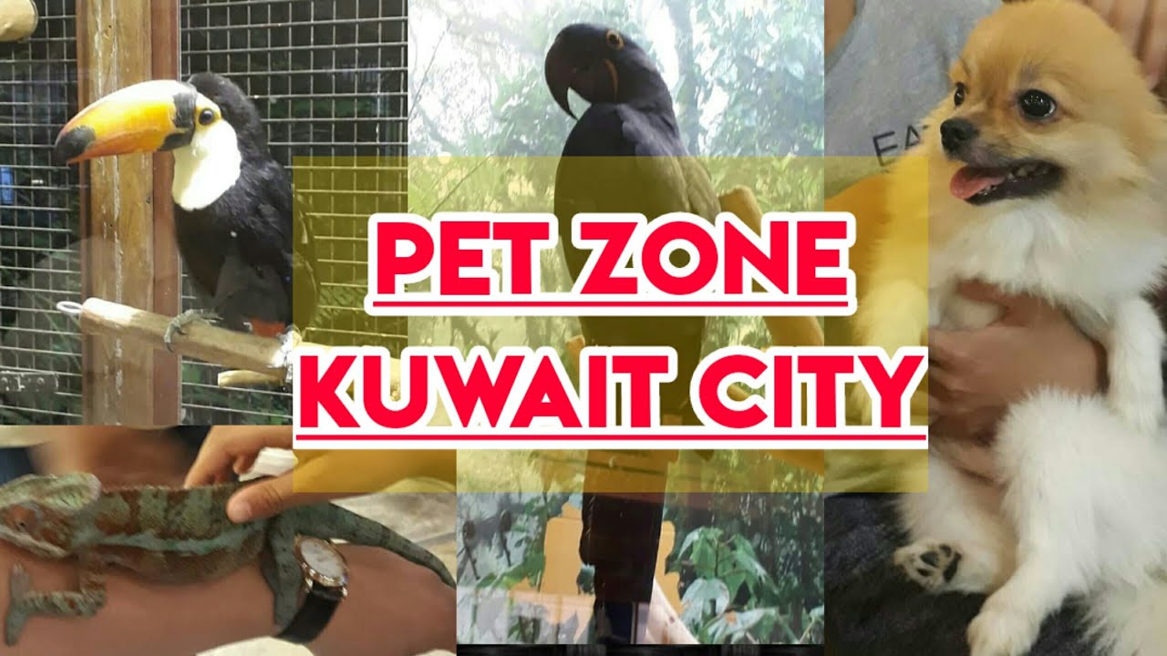 pet travel kuwait