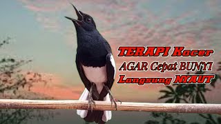 Download Lagu Terapi kacer malam hari, suara kacer ngeplong mer4ngs4ng kacer agar cepat bunyi gacor! MP3