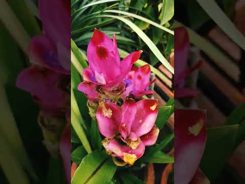 Video: Curcuma Alismatifolia - Siam-tulppaanikasvien viljely