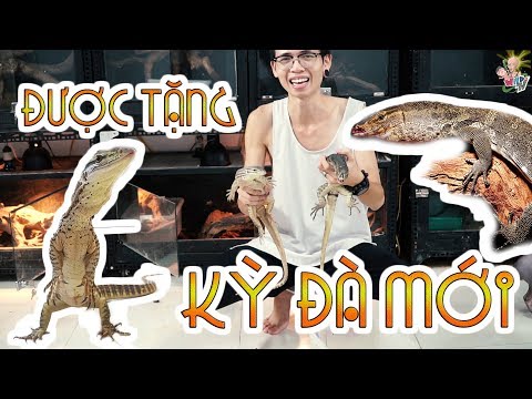 Được tặng KỲ ĐÀ HOA - Thuần hóa một con kỳ đà mới về -Taming my new asian WATER MONITOR| WILDVN TV