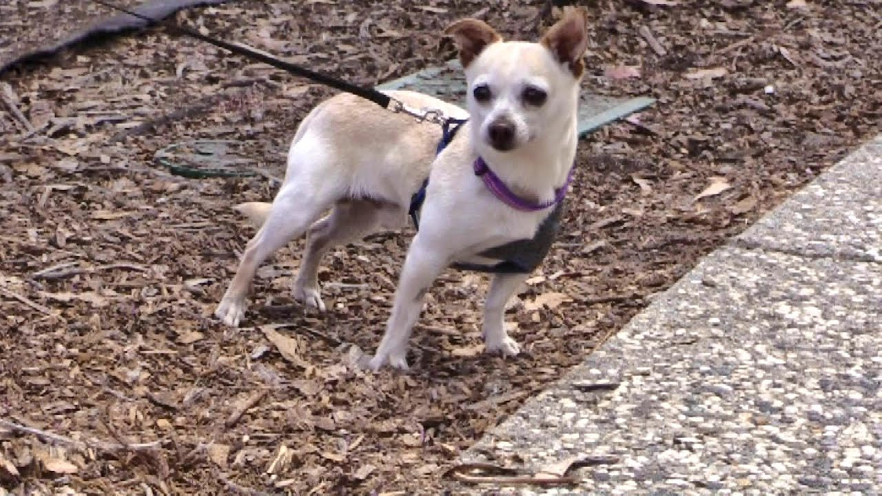 santas HARVEY A Gentleman CHI Walker - ADOPTED