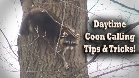 Daytime Raccoon Hunting Tips & Tricks!  How to Call Coons with an E-caller & Motion Decoy