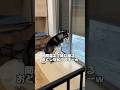 【おどじ】間違えて妹に座るおどじな兄ハスキーwww