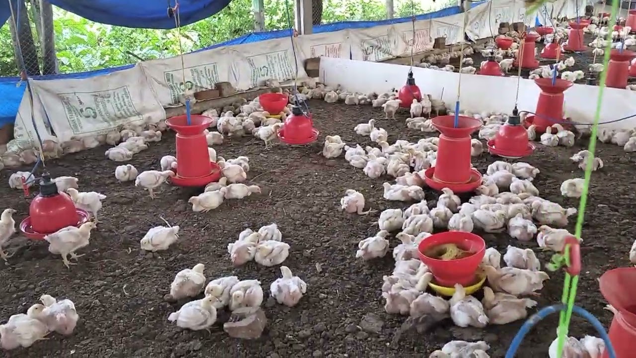 Day 20 | ठंड में मुर्गियों की देखभाल | Poultry Farming Winter Tips | Murgi Palan in Winter