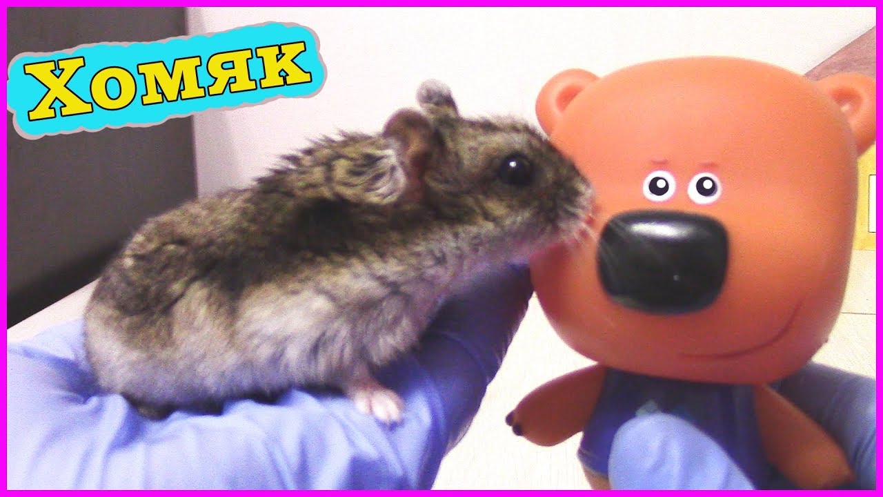 Кеша завел ХОМЯКА - экскурсия по клетке, что едят хомяки - Мультик с ...