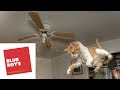 Funny Cats and Dogs Video | Try Not To Laugh