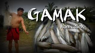 Musim ikan GAMAK kemudiek || serunya memukat ikan #ikangamak #memukatikan #rokanhulu