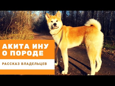 Вопрос: Каковы характерные особенности собак породы Акито ино?