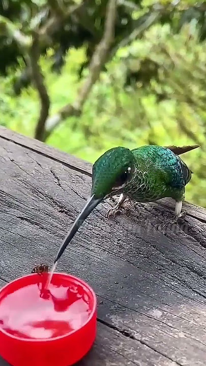 cantiknya burung kolibri _ beautiful humming bird