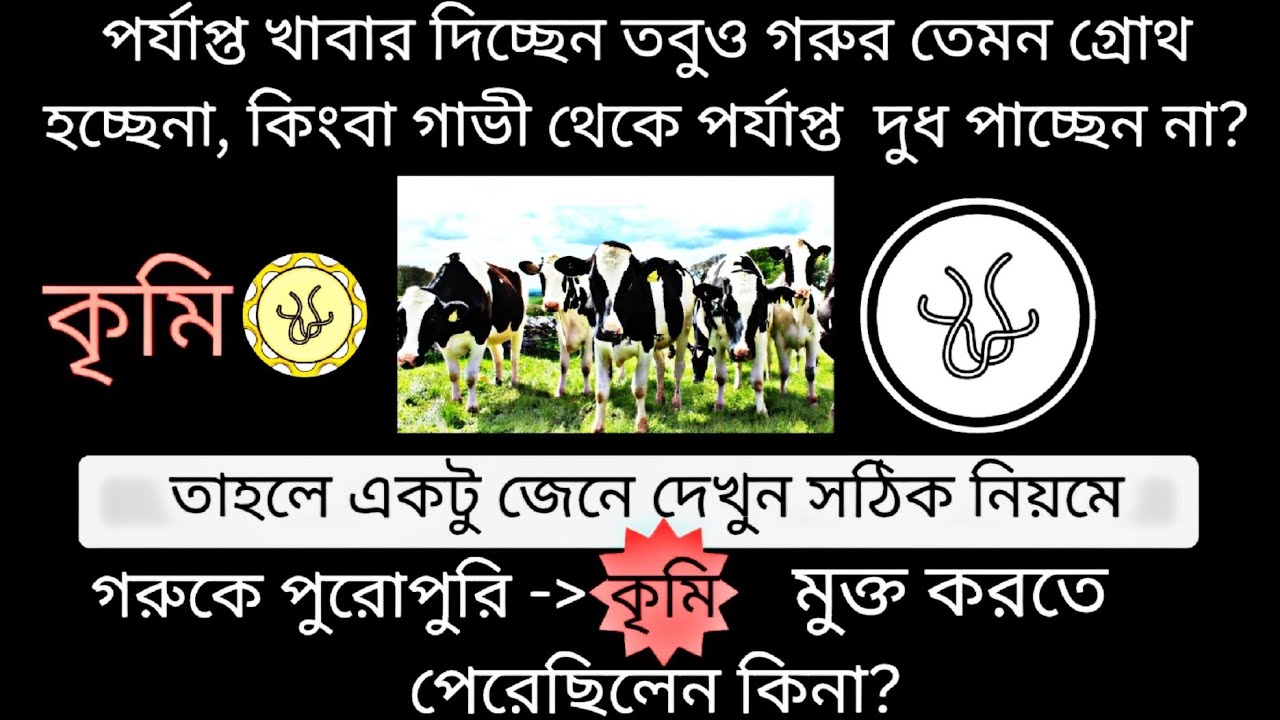 গরুকে কৃমিনাশক প্রয়োগের সঠিক পদ্ধতি। গরুকে কৃমির ঔষধ কখন কিভাবে প্রয়োগ করবেন। Agro & Treatment