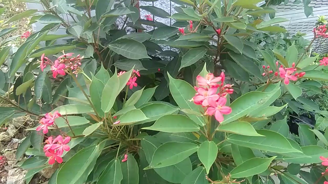 Tanaman Hias Batavia Bunganya Kecil Warna Merah Muda Pink Jatropha Integerrima Jacq Di Taman Youtube