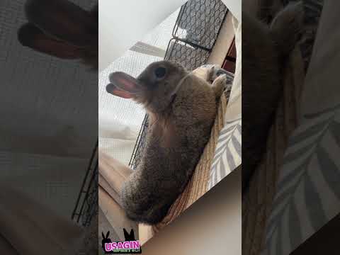 前足を出して休憩中🐇