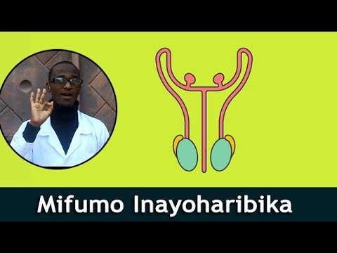 mifumo-3-inayoathiriwa-na-punyeto-|-ni-lazima-kwenda-hospitali-ili-kupona?