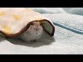 飼い主の弟が家に来て、急いで隠れるハムスター【こんぺいマーチ】