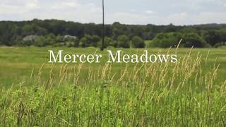 Mercer Meadows