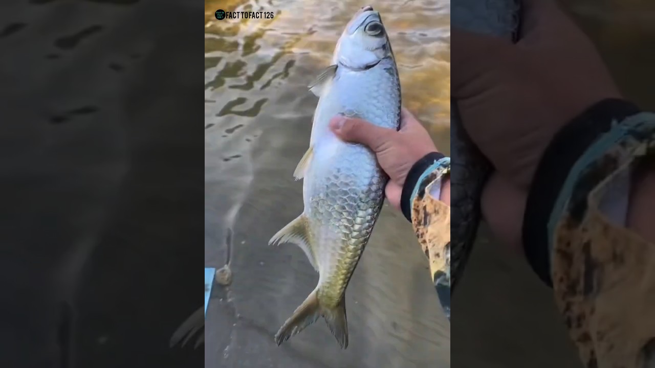 this is amazing indo Pacific tarpon 