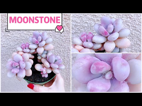 Video #377 BLOOM PLUS GROW LIGHT HELPS TO PROPAGATE... - youtube