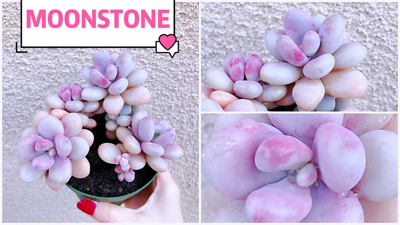 #377 BLOOM PLUS GROW LIGHT HELPS TO PROPAGATE MOONSTONE SUCCULENTS FROM LEAVES| NHÂN GIỐNG SỎI HỒNG