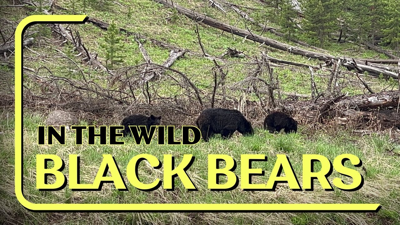 In the wild- Black Bear Mama and her Cubs - YouTube