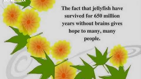 Kizoa Movie - Video - Slideshow Maker: Humorous Quotes