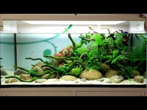 Oliver Knott Displays Extreme Aquascaping Creativity In The Oliver Knott Displays Extreme