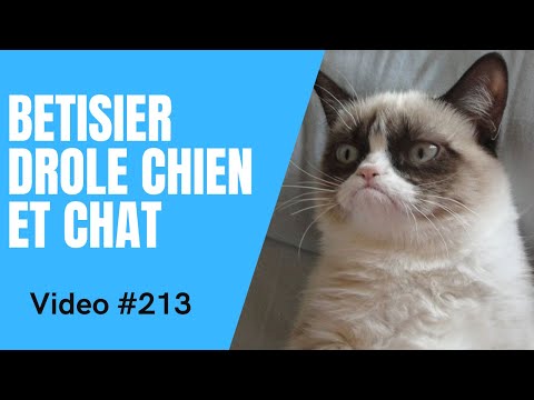 🐶 Dose d'humour 😻 Vidéo Betisier Drôle de Chat et Chien #213