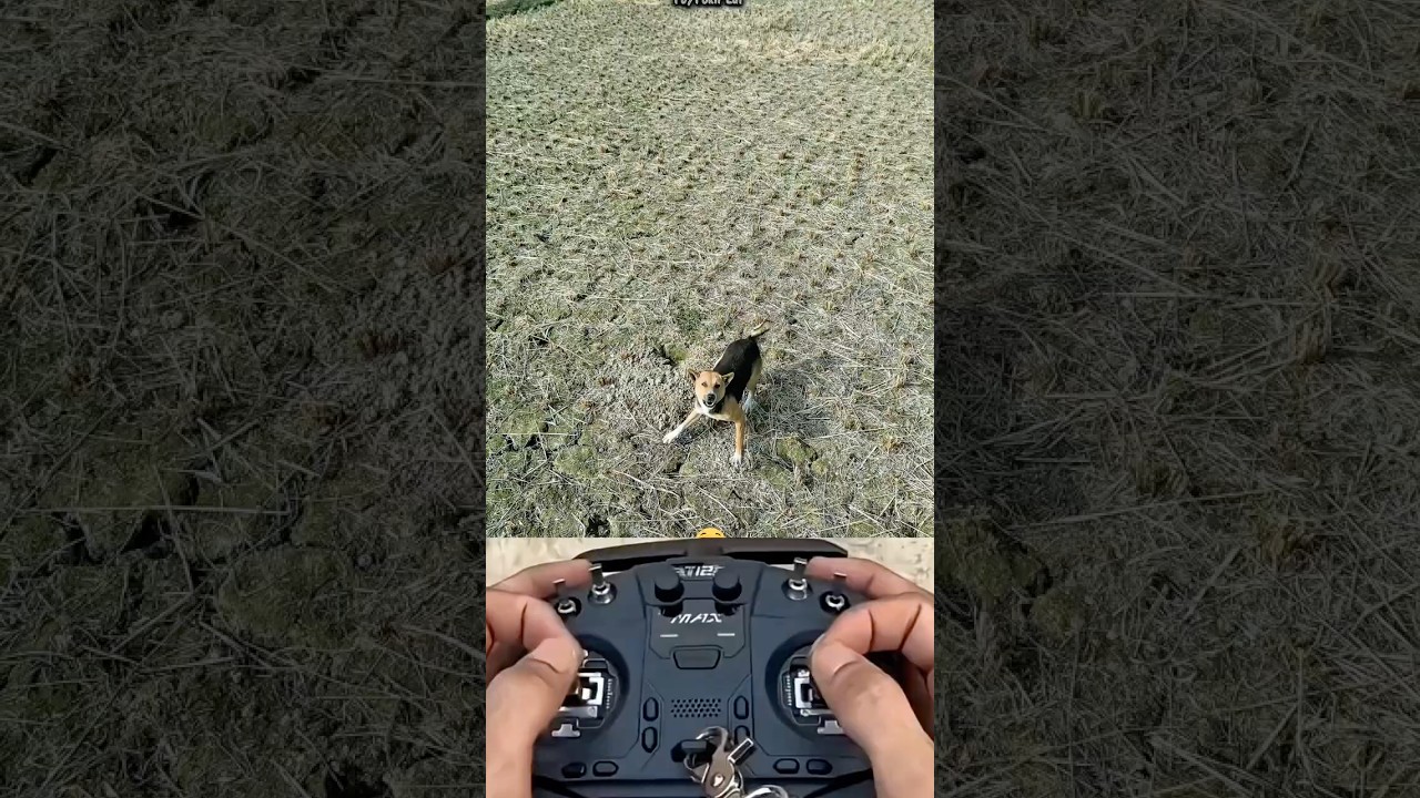 Village Dog vs Drone Prank Gone Wrong! 😱🐶 || 