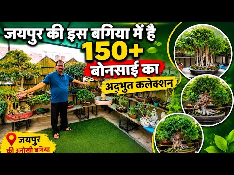 कुलभूषण जी की बगिया में है 150+ Bonsai 👌🏻 Jaipur Series EP-09