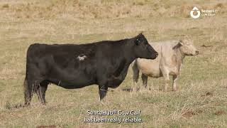 Combining Show Cattle Genetics with Smart Cattle Reproduction | High Pointe Genetics