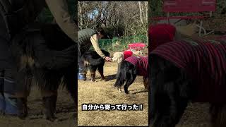 人慣れできた?