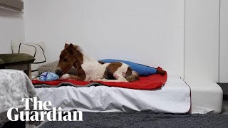 Abandoned pony grows his strength in fourth floor flat