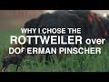 WHY I CHOSE THE ROTTWEILER OVER THE DOBERMAN PINSCHER