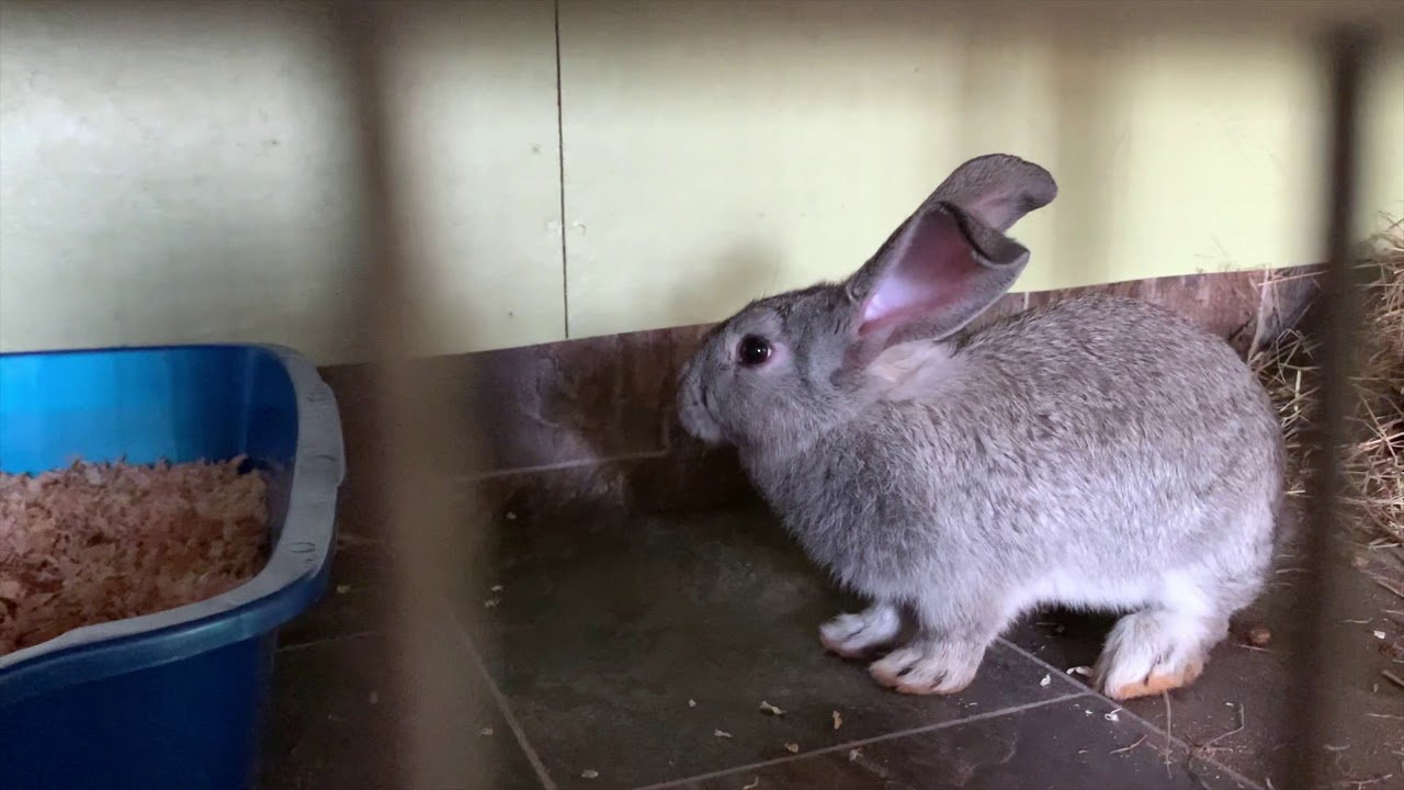 Classic's Bunny Barn Introducing the Barn June 5, 2020 YouTube