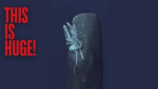 FIRST EVER Footage of Giant Squid Eaten By Sperm Whale!