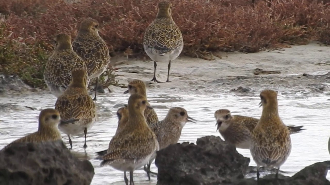 European Golden Plover ,Piviere dorato (Pluvialis apricaria) 