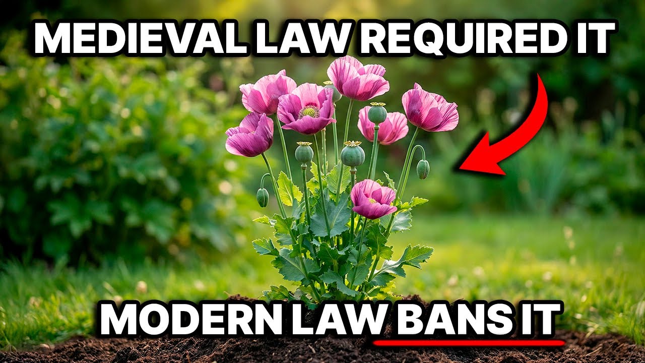 7 Medieval Crops That Are ILLEGAL Today In America