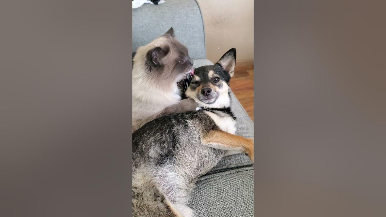 Sweet Cat Licking Dog as They Lay on Couch YouTube