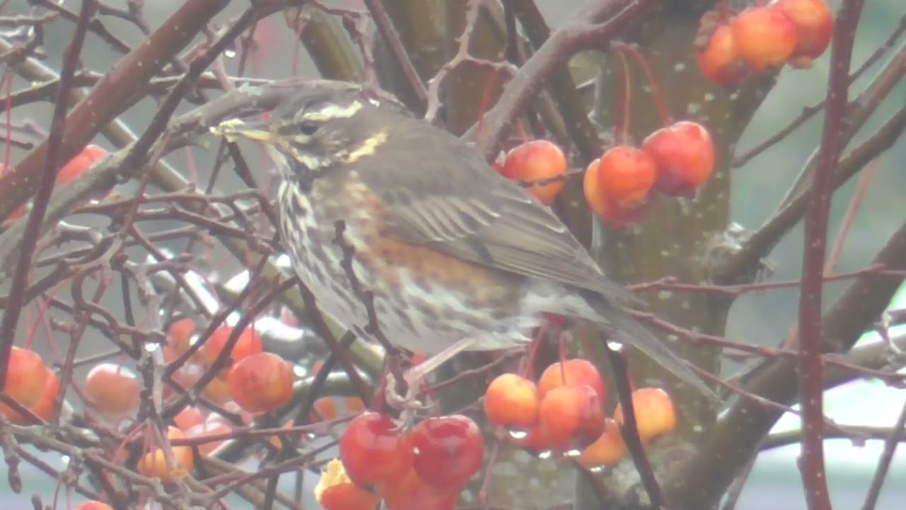 Redwings on Winter Berries