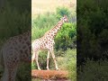 Girafas Giraffe Girafa Savana