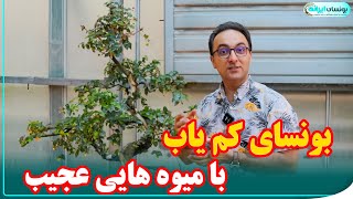 آشنایی با درختچه بونسای گیلاس سورینام | surinam cherry bonsai