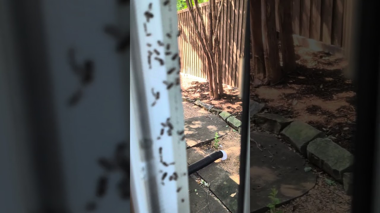 Carpenter ants do not discriminate!