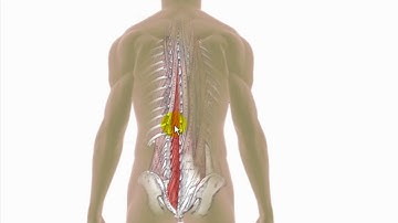 Trigger Points Explained - Multifidus
