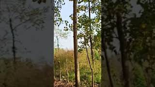 kumda yetişmis 8 yıllık kavak ağacı