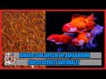 breeding goldfish in aquarium || how to breed goldfish || goldfish fry food