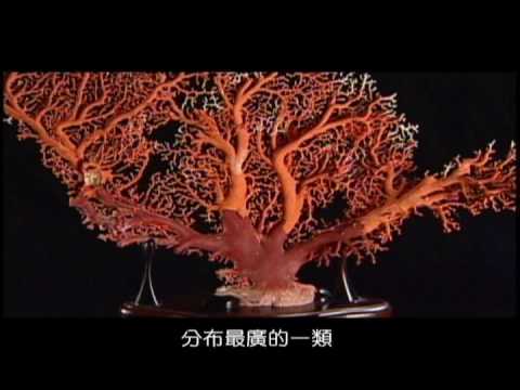 綺麗珊瑚chiilihcoral 寶石珊瑚介紹影片 Youtube 綺麗珊瑚chiilihcoral 寶石珊瑚介紹影片 Youtube