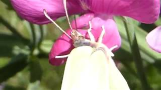 Cabbage White - Pieris brassicae - Hvítskjanni - Fiðrildi - Skordýr