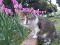 花いっぱいの春、猫と散歩