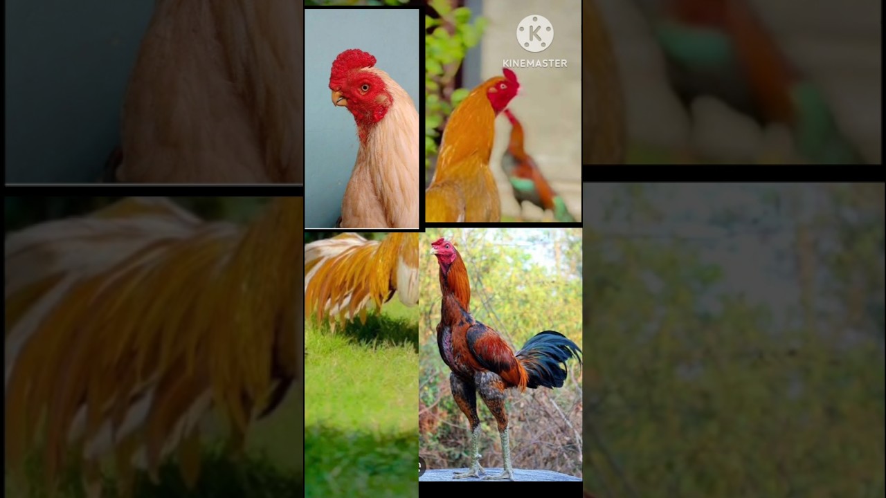 Top 10 Fighter Aseel Murga In Indian😡👿