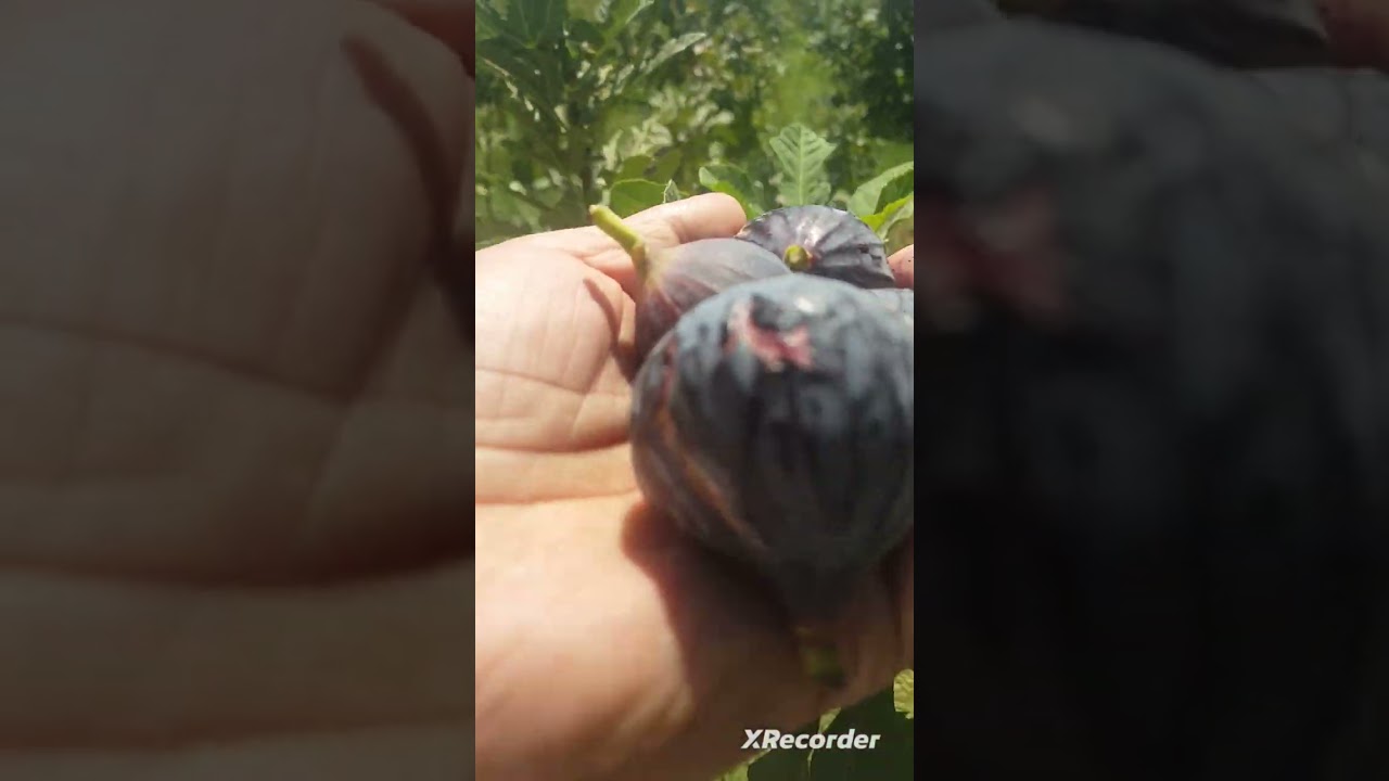 التين وكيف احدد جنسة ونوعة وحجمة ممكن ام لا