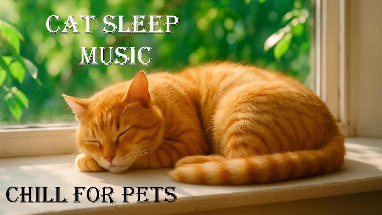 6 Hours of Cat Calming Music 🐱 Anti-Separation Anxiety Relief Music | Deep Sleep & Calm 💖 No Ads #2